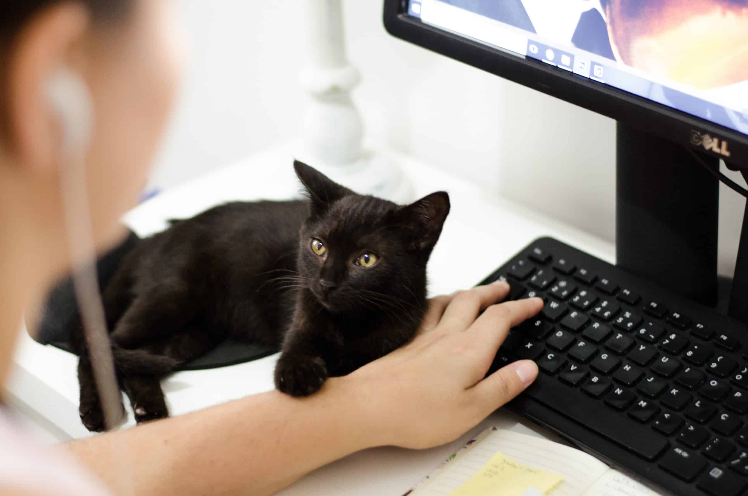 un chat posé sur une table de bureau observe sa maitresse en télétravail devant son ordinateur