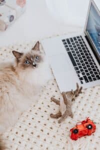 Un chat devant un ordinateur portable