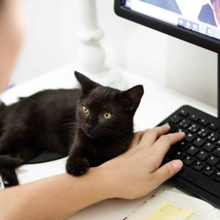 un chat posé sur une table de bureau observe sa maitresse en télétravail devant son ordinateur