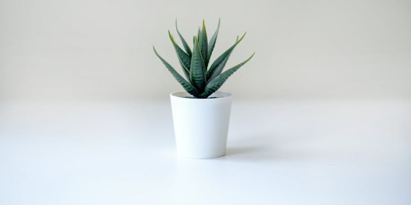Un Cactus dans un pot blanc sur un fond blanc